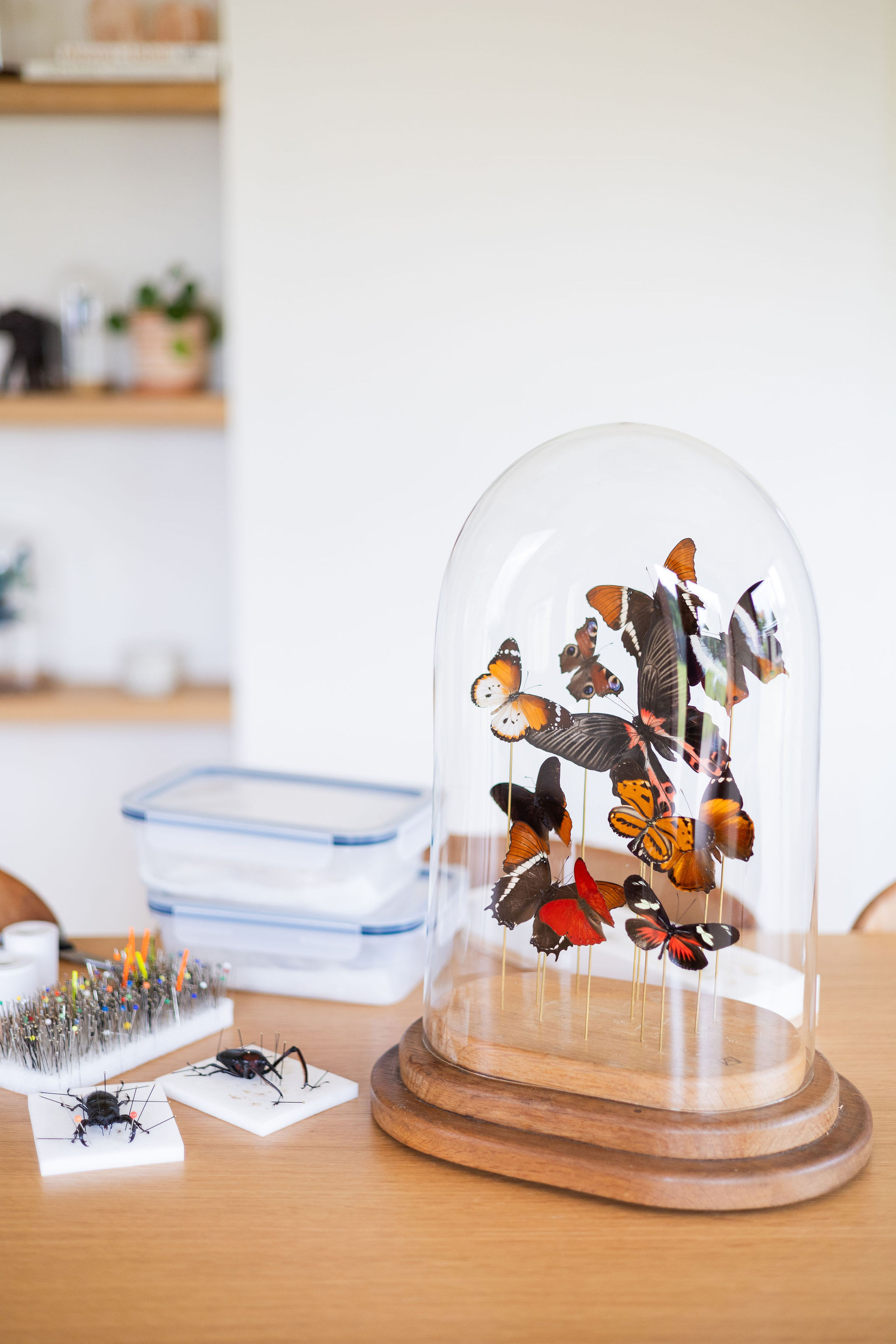 Workshop "Vlinder Creatie" - Foto