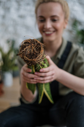 Workshop planten verzorgen & verpotten voor beginners