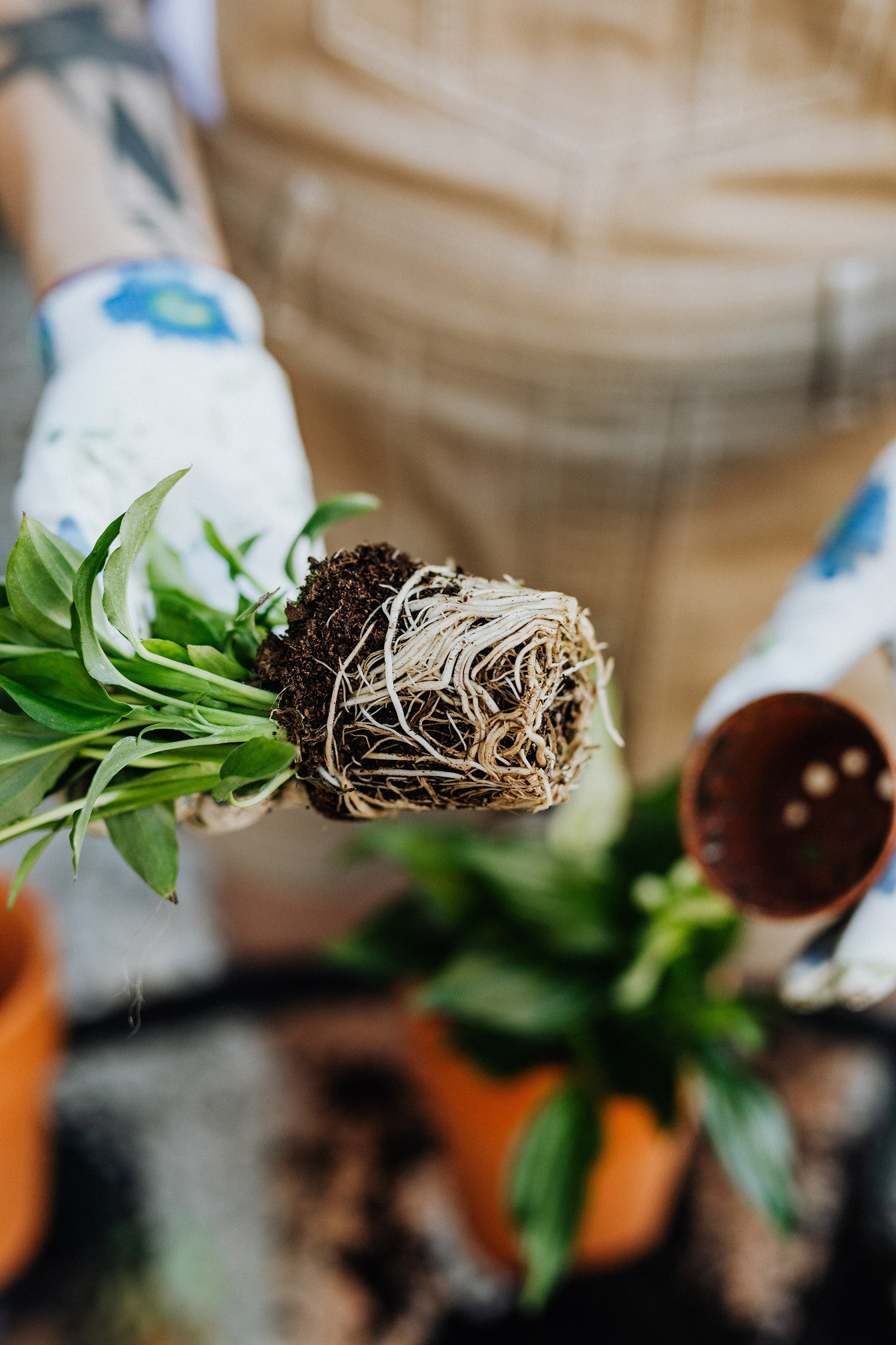 Workshop planten verzorgen & verpotten voor beginners - Foto