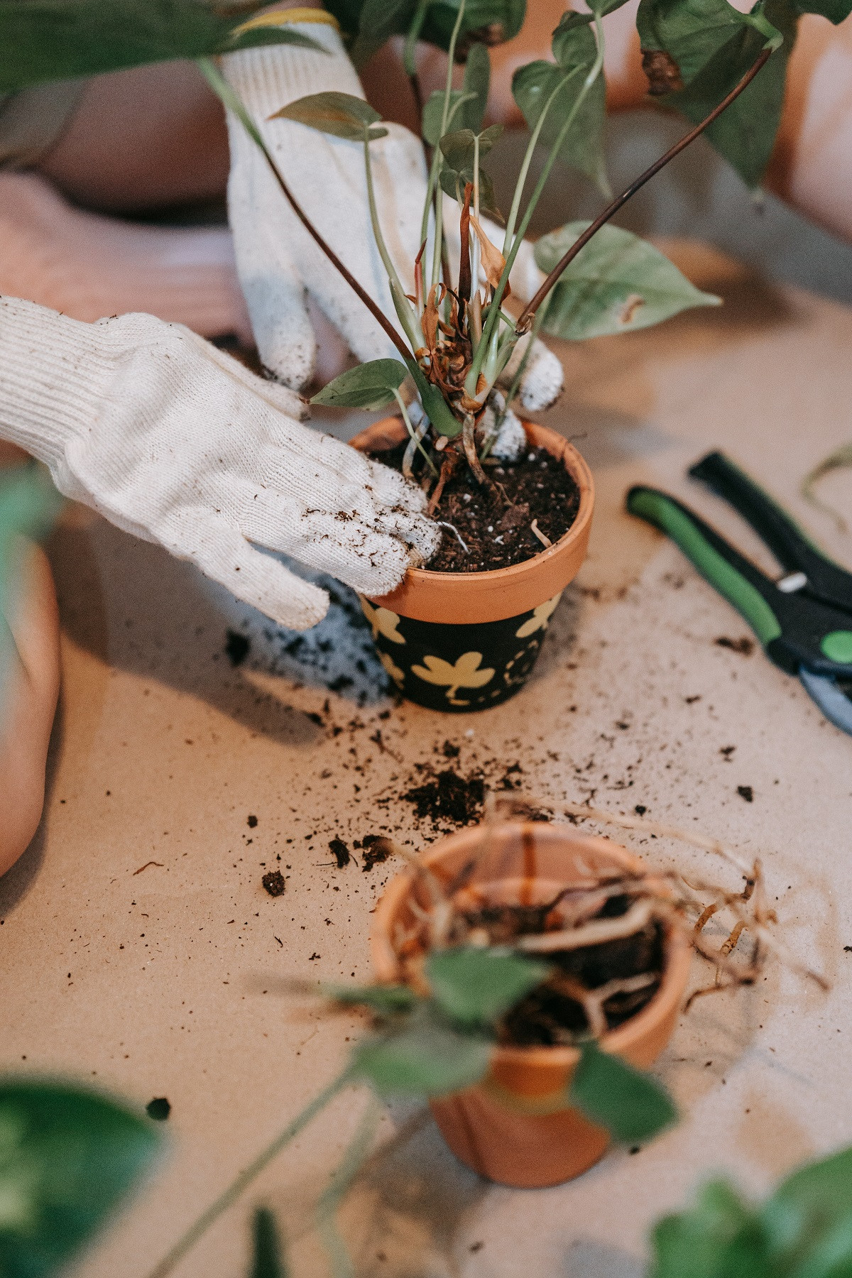 Workshop planten verzorgen & verpotten voor beginners - Foto