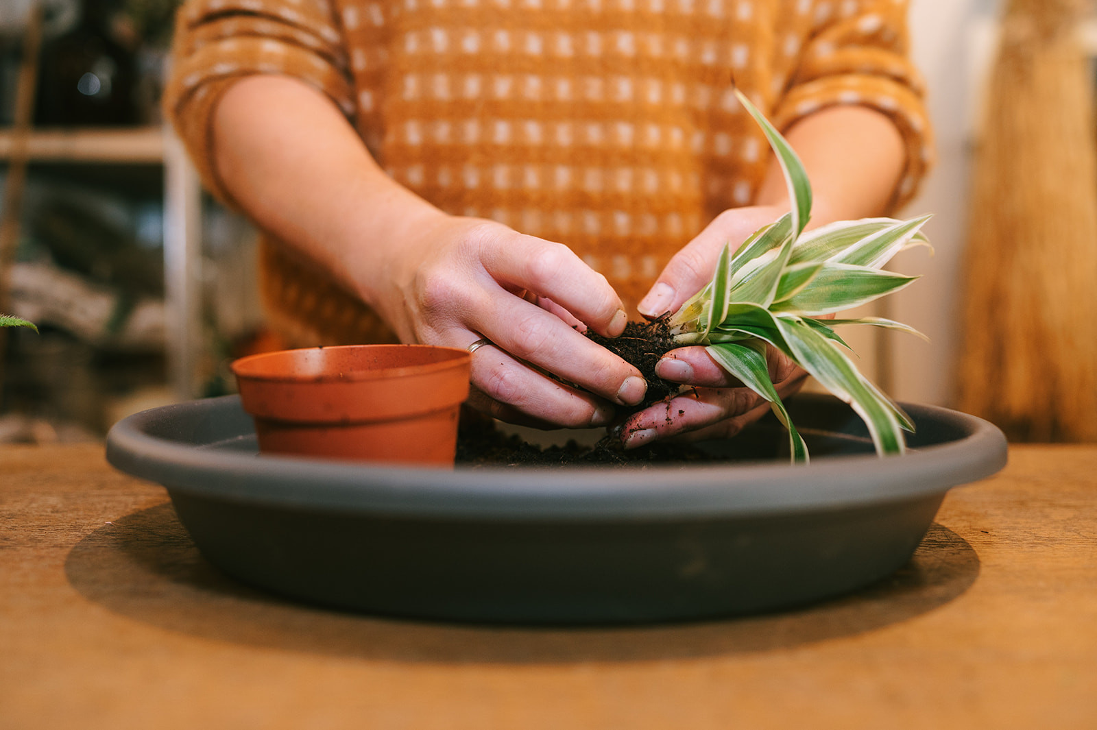 Workshop planten verzorgen & verpotten voor beginners - Foto