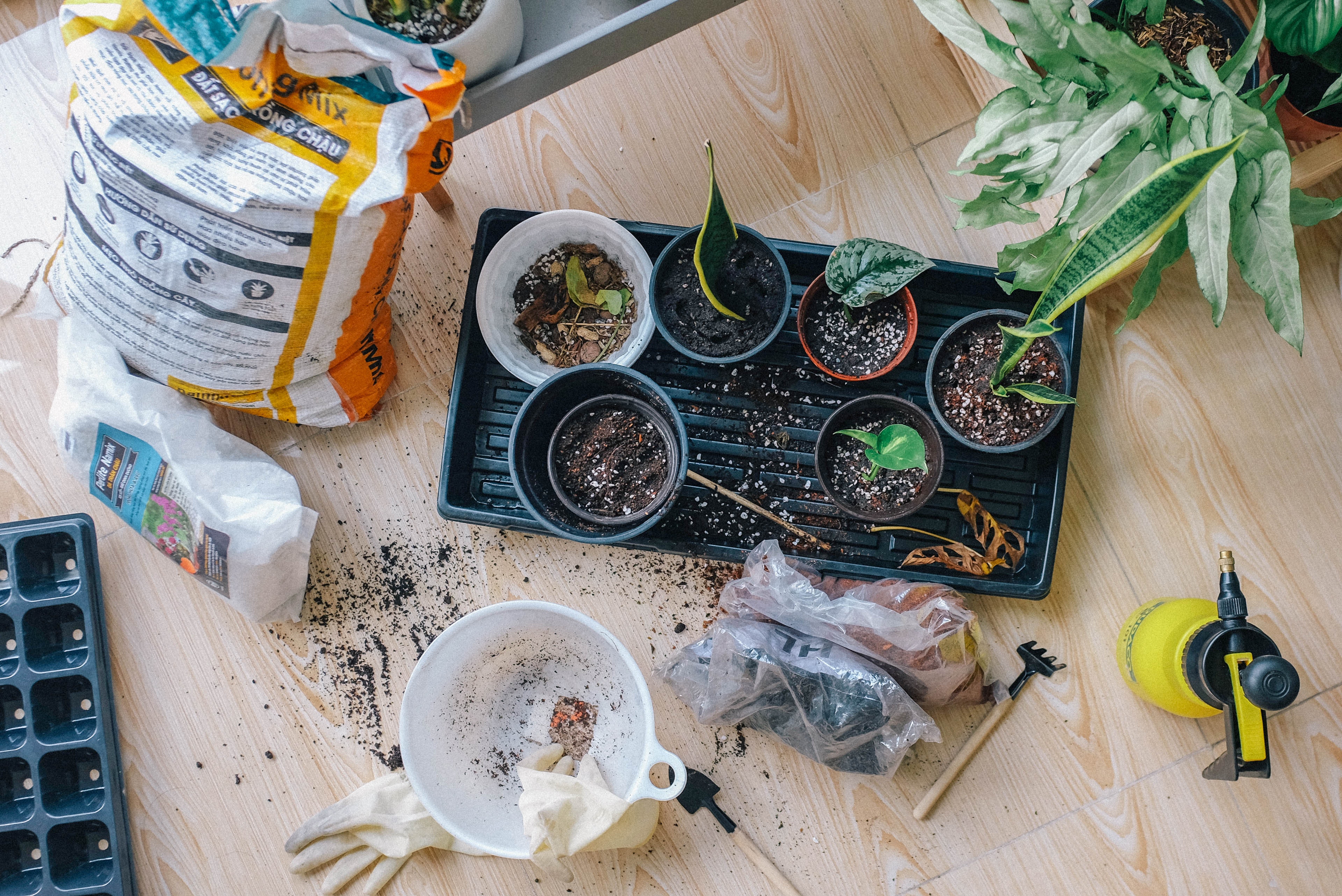 Workshop kamerplanten stekken en vermeerderen – kweek je eigen jungle (24/10) - Foto