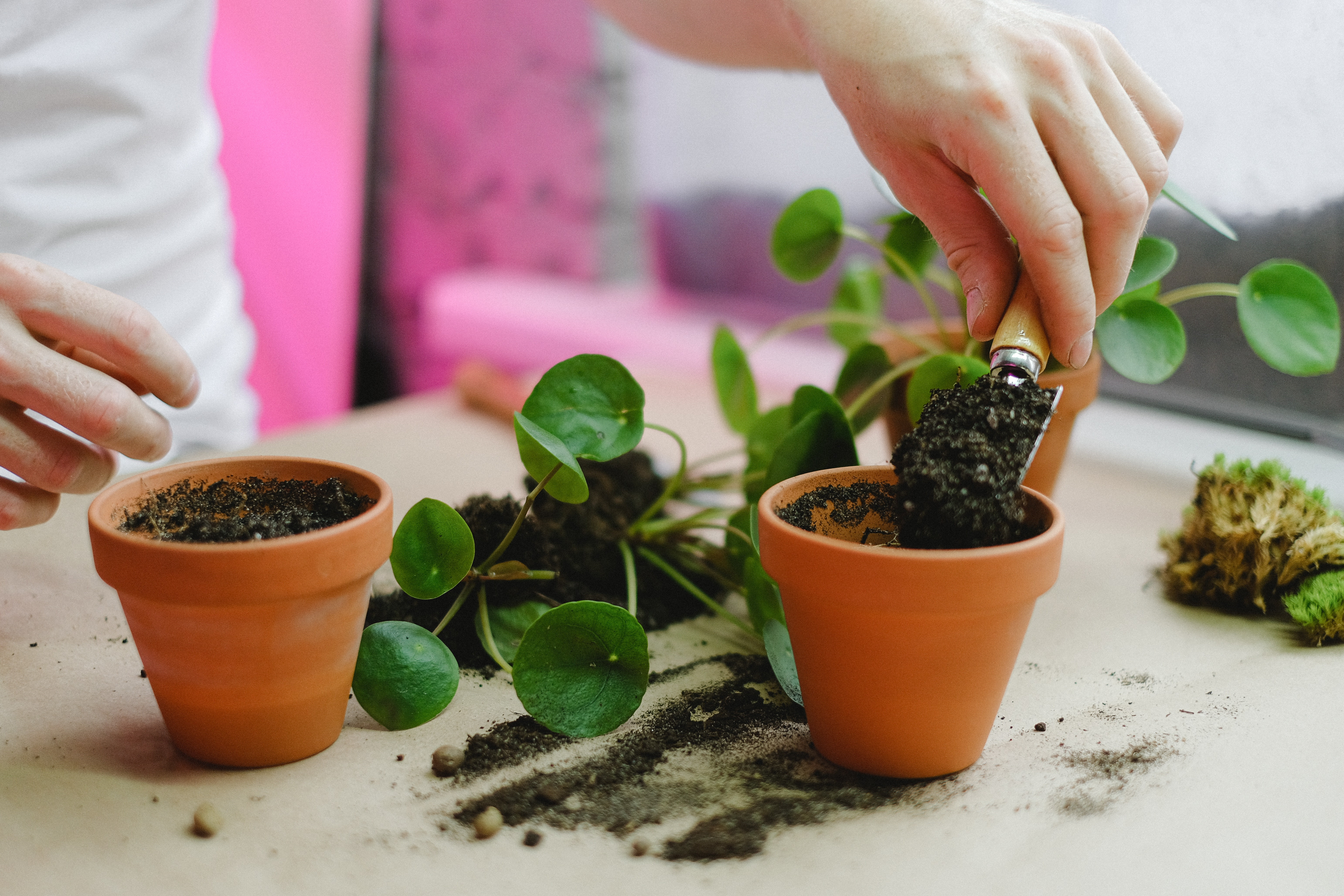 Workshop kamerplanten stekken en vermeerderen – kweek je eigen jungle (24/10) - Foto
