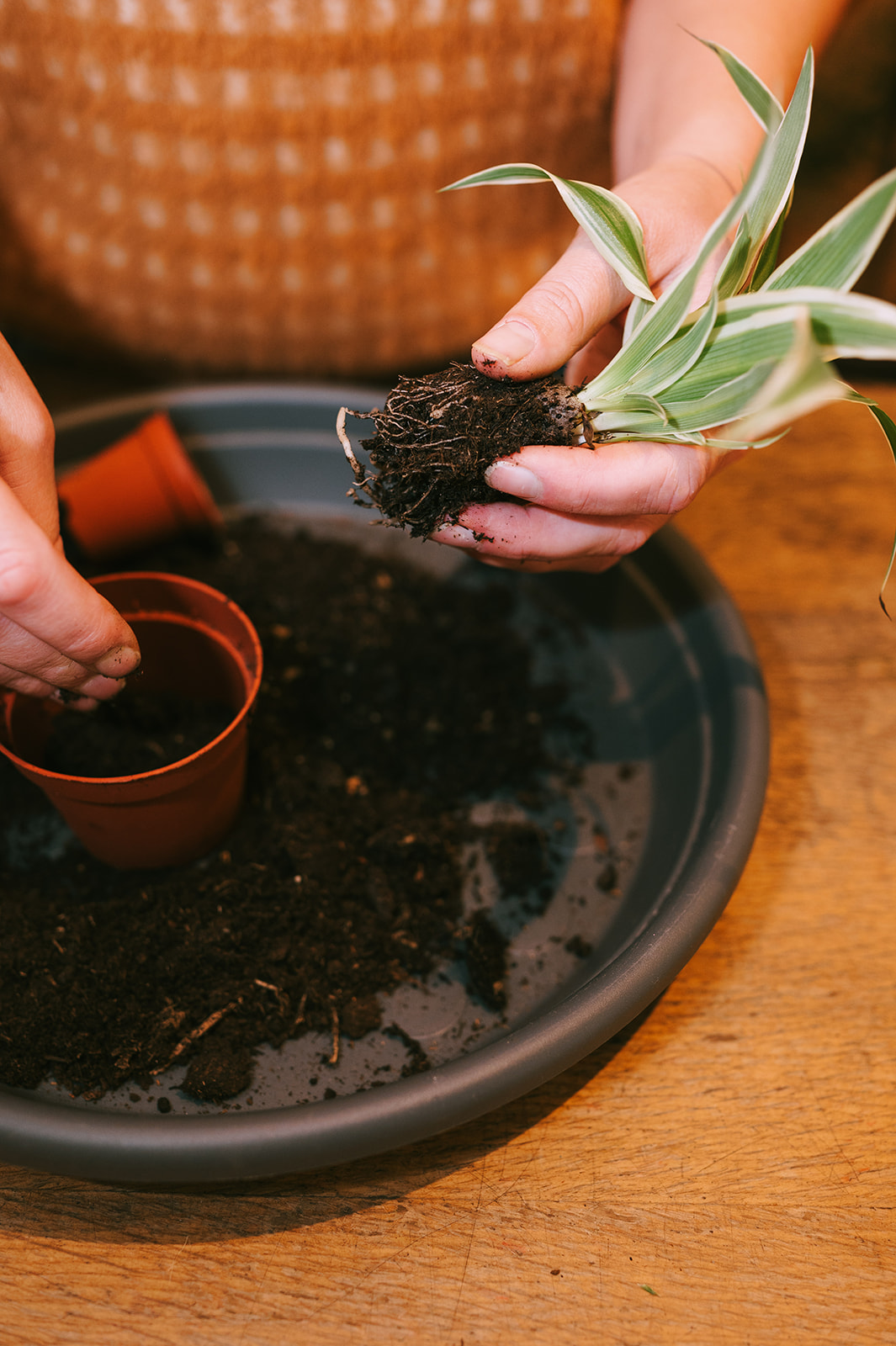 Workshop kamerplanten stekken en vermeerderen – kweek je eigen jungle (24/10)