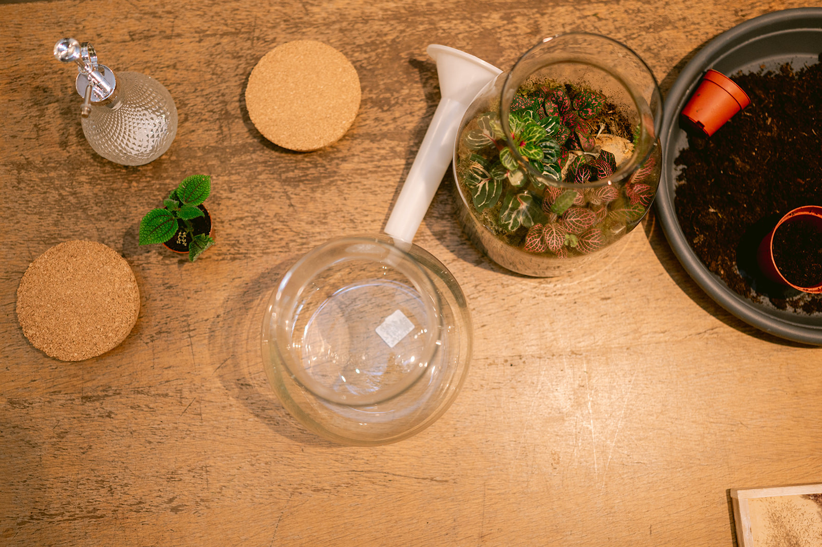 Workshop Terrarium maken en verzorgen (26/09) - Foto
