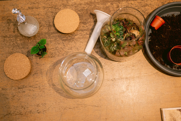 Workshop Terrarium maken en verzorgen (26/09)