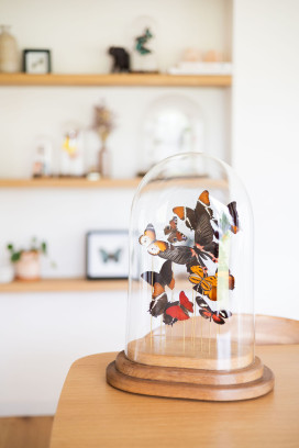 Workshop 'Vlinders prepareren XL'