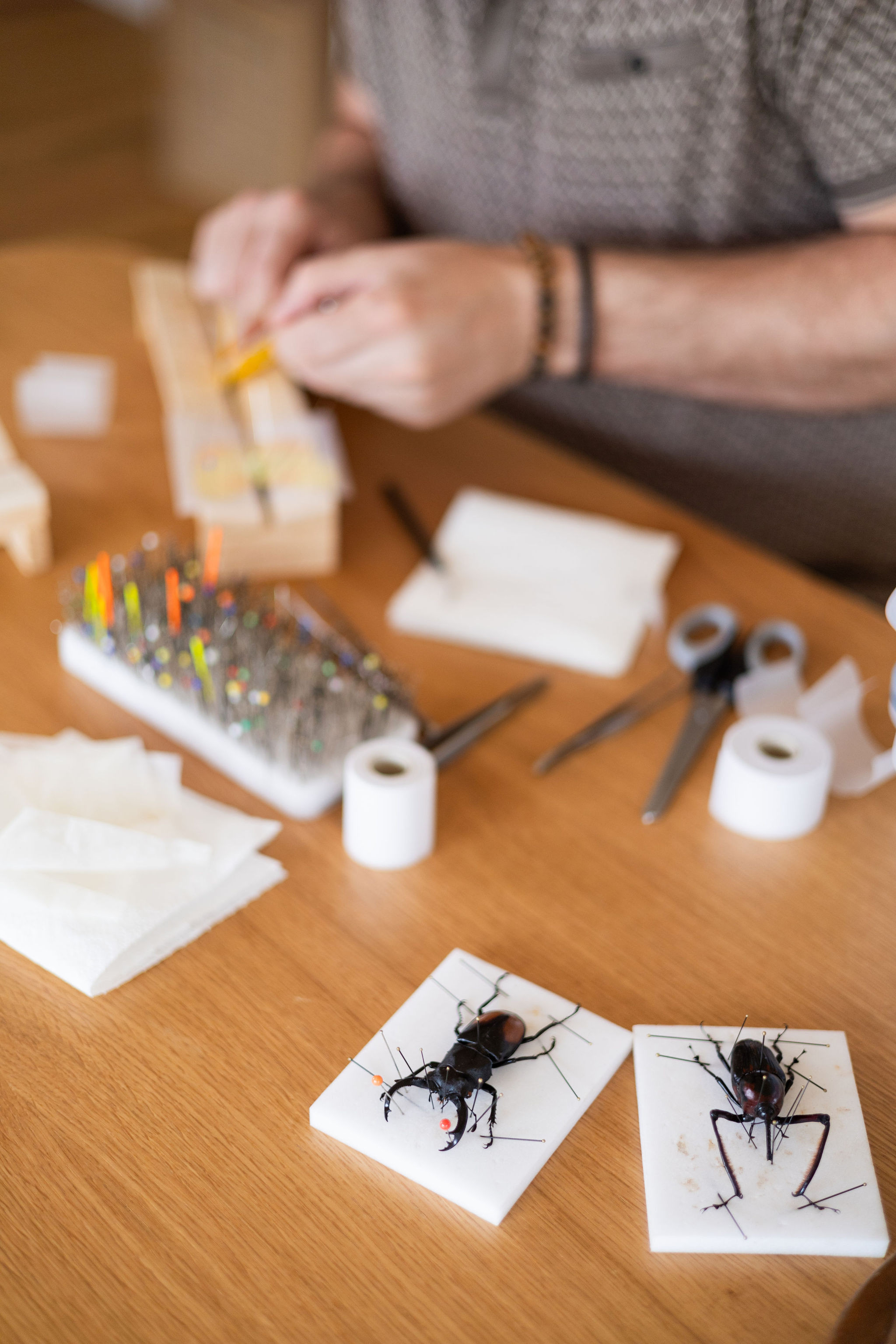 Workshop 'Vlinders prepareren' - Foto