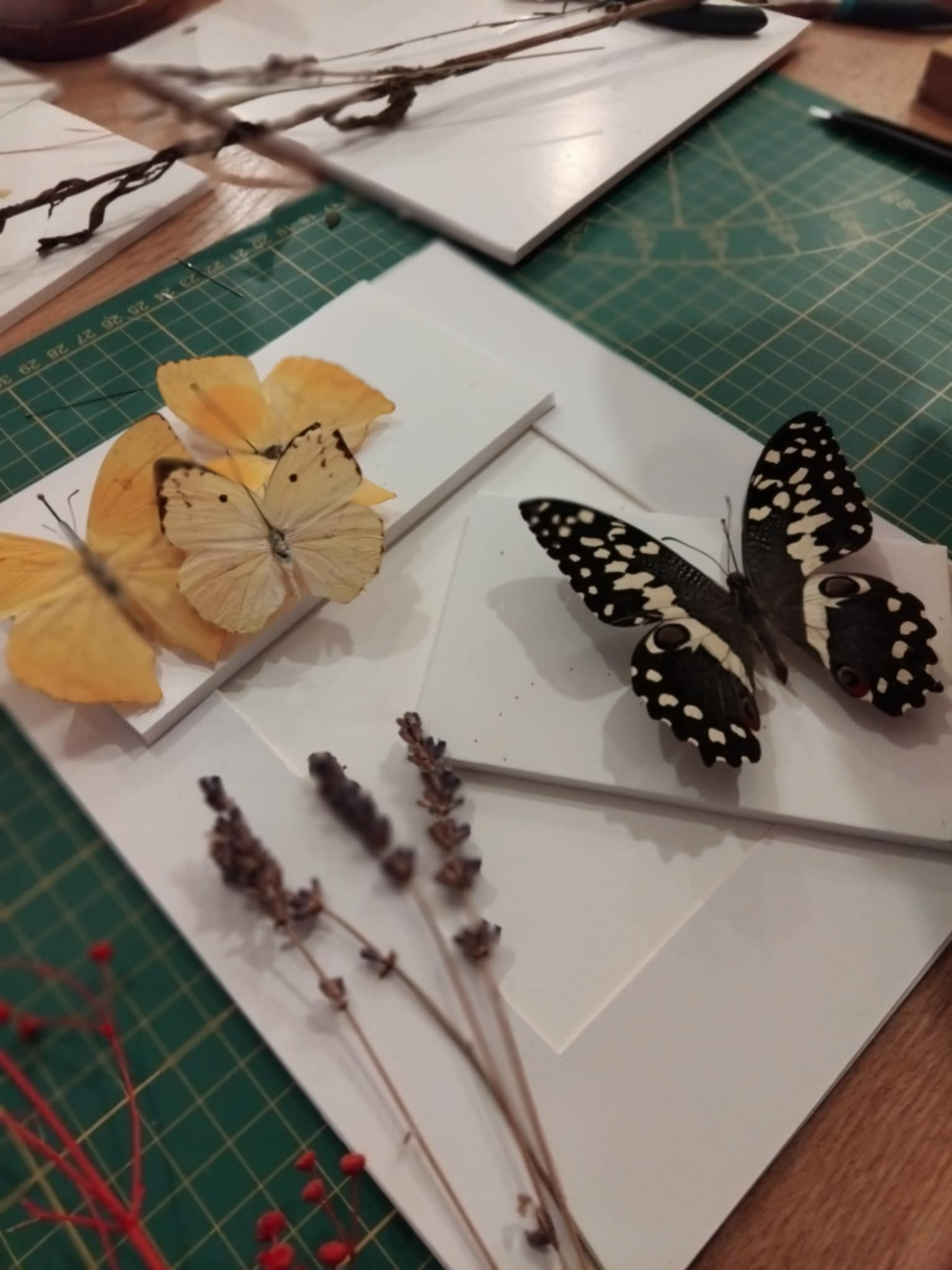 Workshop Vlinder Frame - Foto